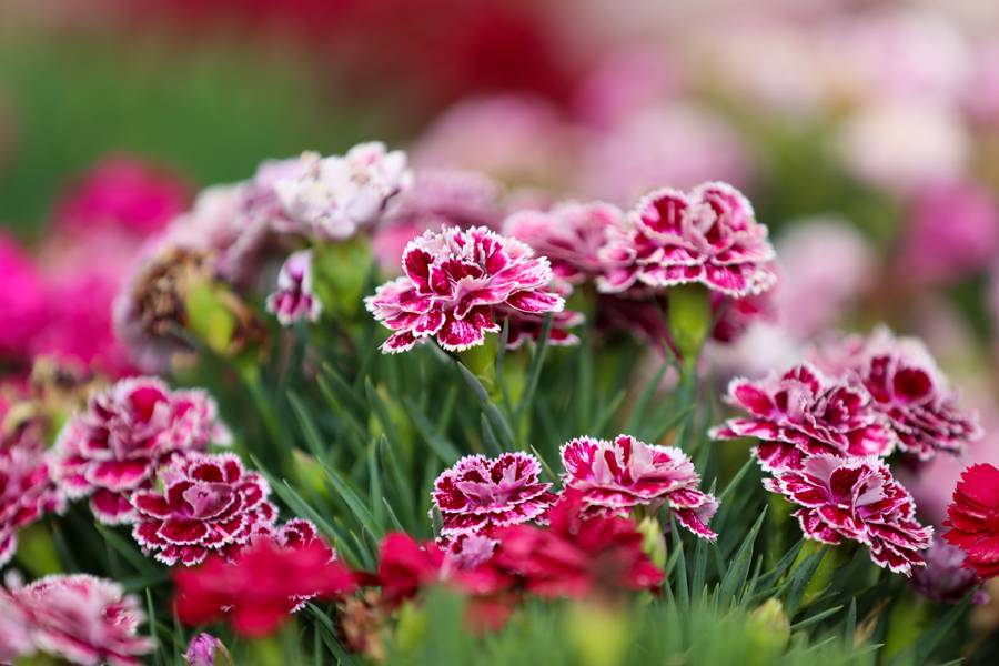 Türkiye'de daha büyüğü yok! Selçuklu Çiçek Bahçesi yeniden kapılarını açtı 15